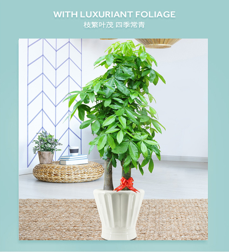 3m 发财树盆栽大型室内客厅招财绿色吸甲醛植物