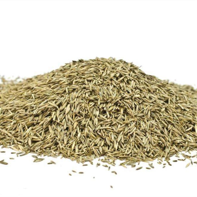 国产zz002 散装 早熟禾优异草籽 耐寒 适合北方 棕色 (单位:公斤)